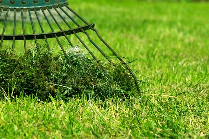 L'erba Cresce Più Velocemente Dopo Essere Stata Tagliata? Dipende!